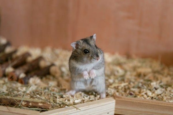 How to choose the right type of bedding for your hamster's cage?