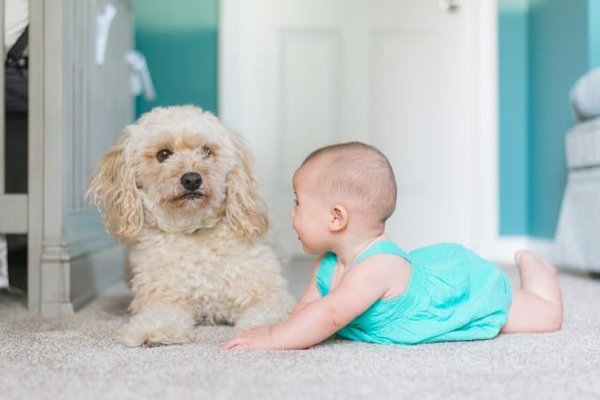 What's the best approach for training a dog to play safely with children?