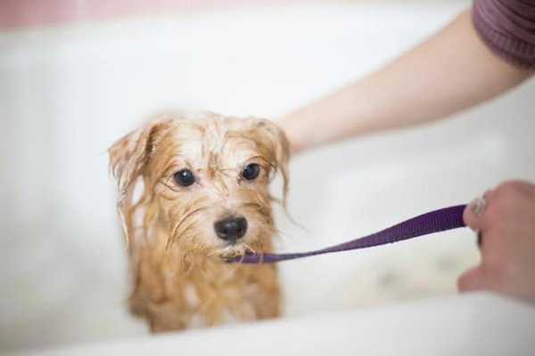 How to create a pet-friendly and non-toxic cleaning routine for your home?